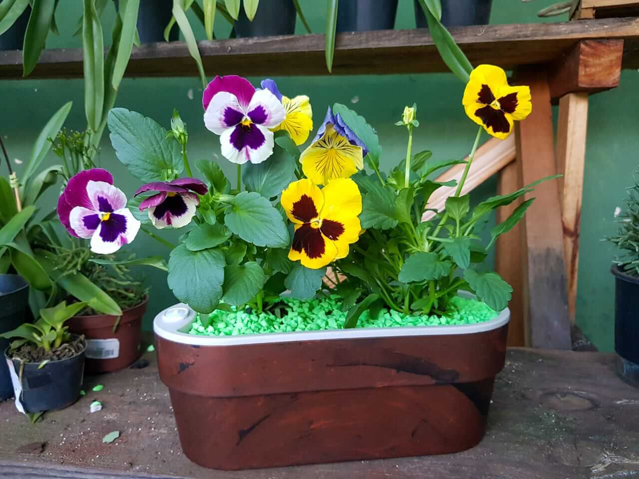 Como Plantar Amor Perfeito