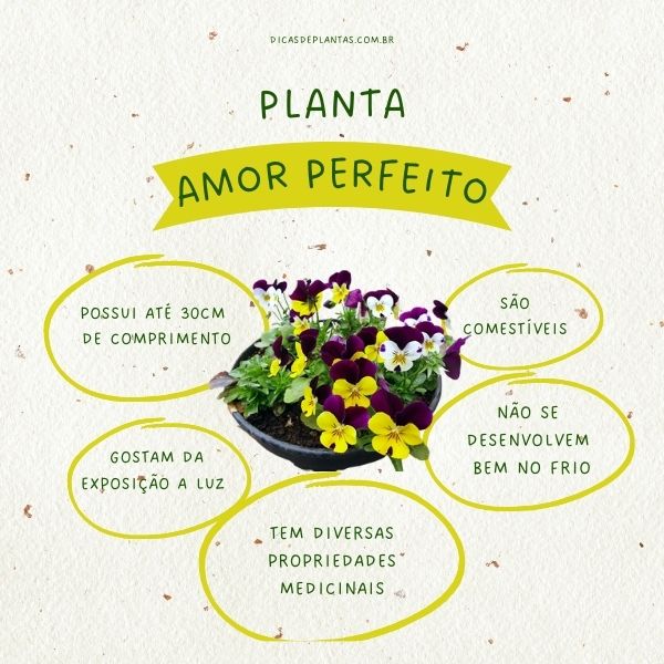Guia Completo: Como Fazer Mudas de Amor-Perfeito em Casa