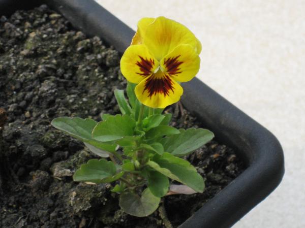 Receitas com Flores Comestíveis: Amor-Perfeito na Culinária