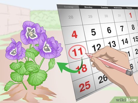 Amor-Perfeito no Inverno: Dicas para um Jardim Florido o Ano Todo