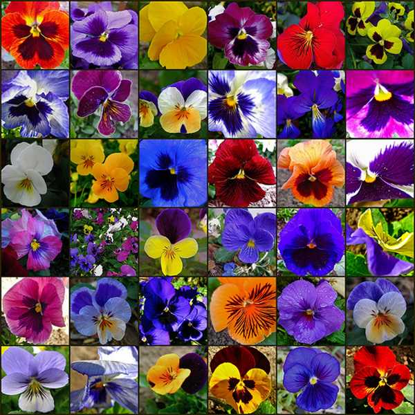 Problemas Comuns no Cultivo de Amor-Perfeito e Como Resolvê-los