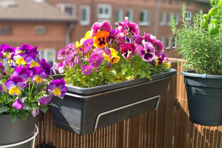 Escolhendo o Vaso Ideal para o seu Amor-Perfeito: Guia Prático