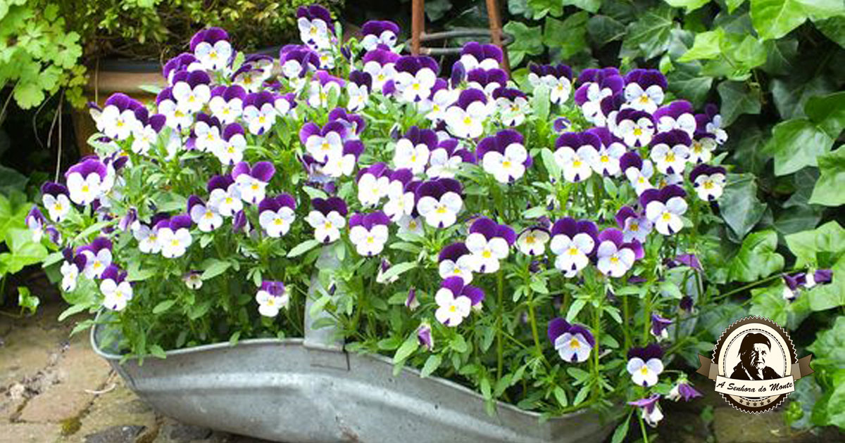 Guia Completo: Como Fazer Mudas de Amor-Perfeito em Casa