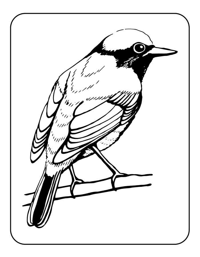 desenhos de pássaros fáceis