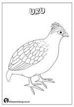 desenhos de pássaros exóticos para colorir