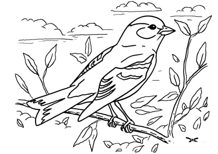 desenhos de aves brasileiras para colorir
