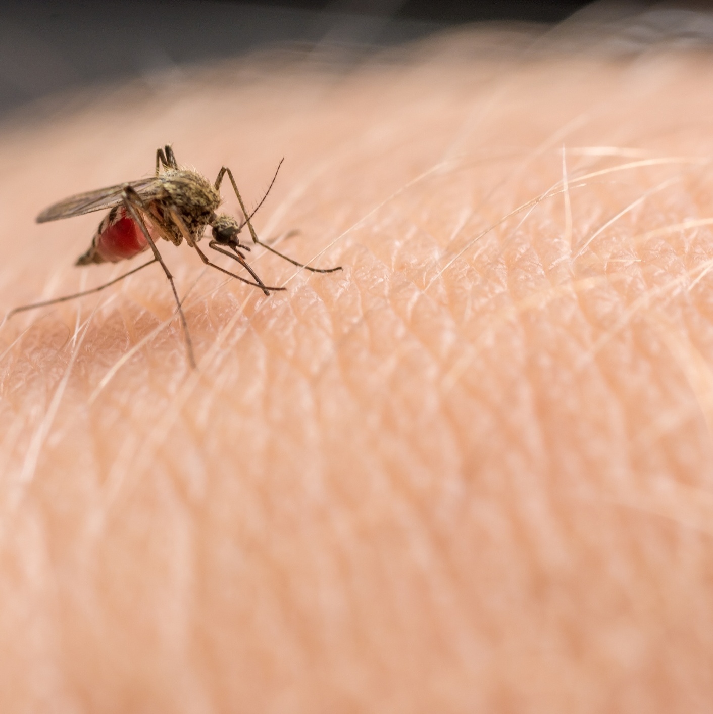 melhores dicas para espantar pernilongos naturalmente