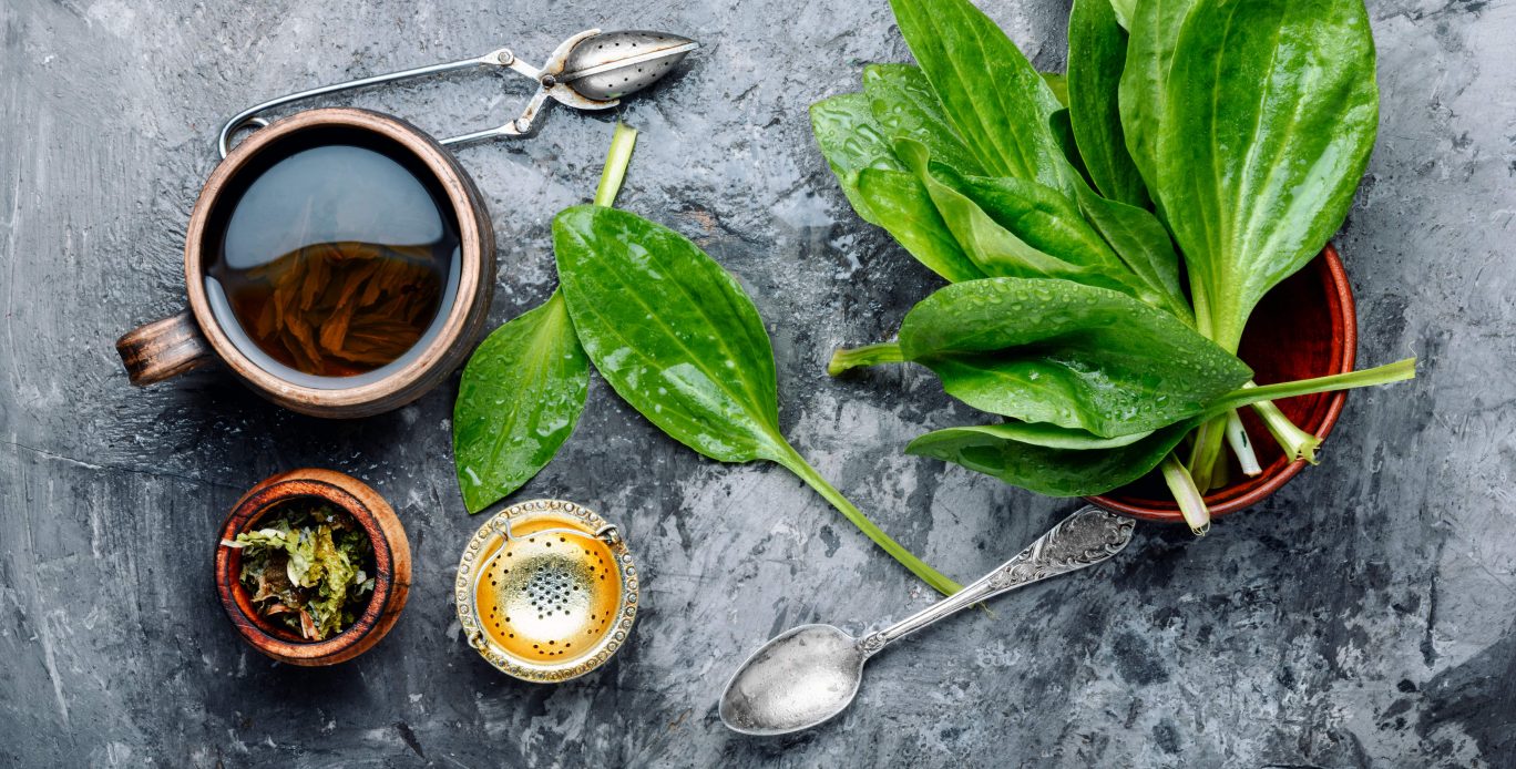 dicas para usar cha de sene com segurança