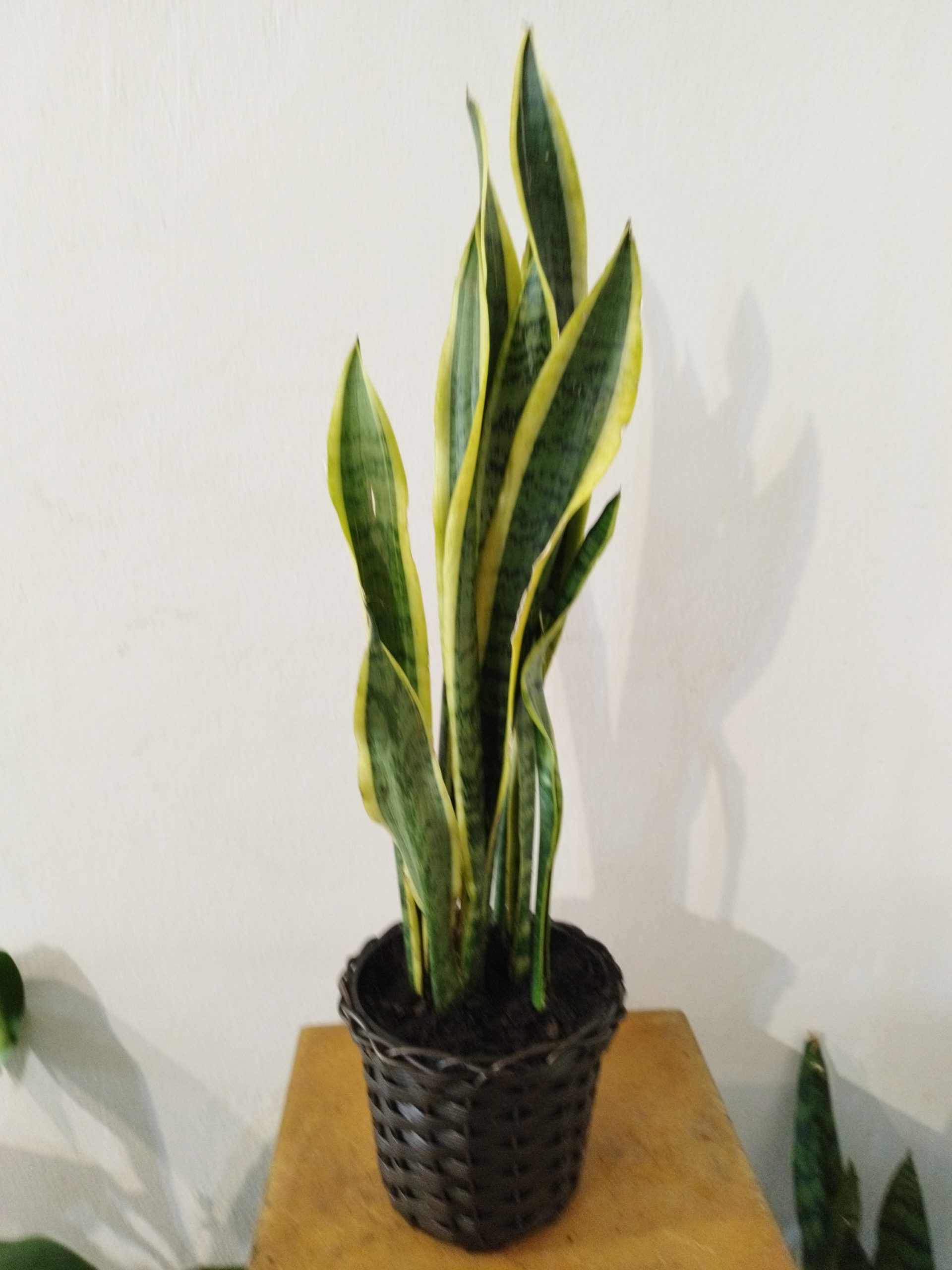 Sansevieria trifasciata