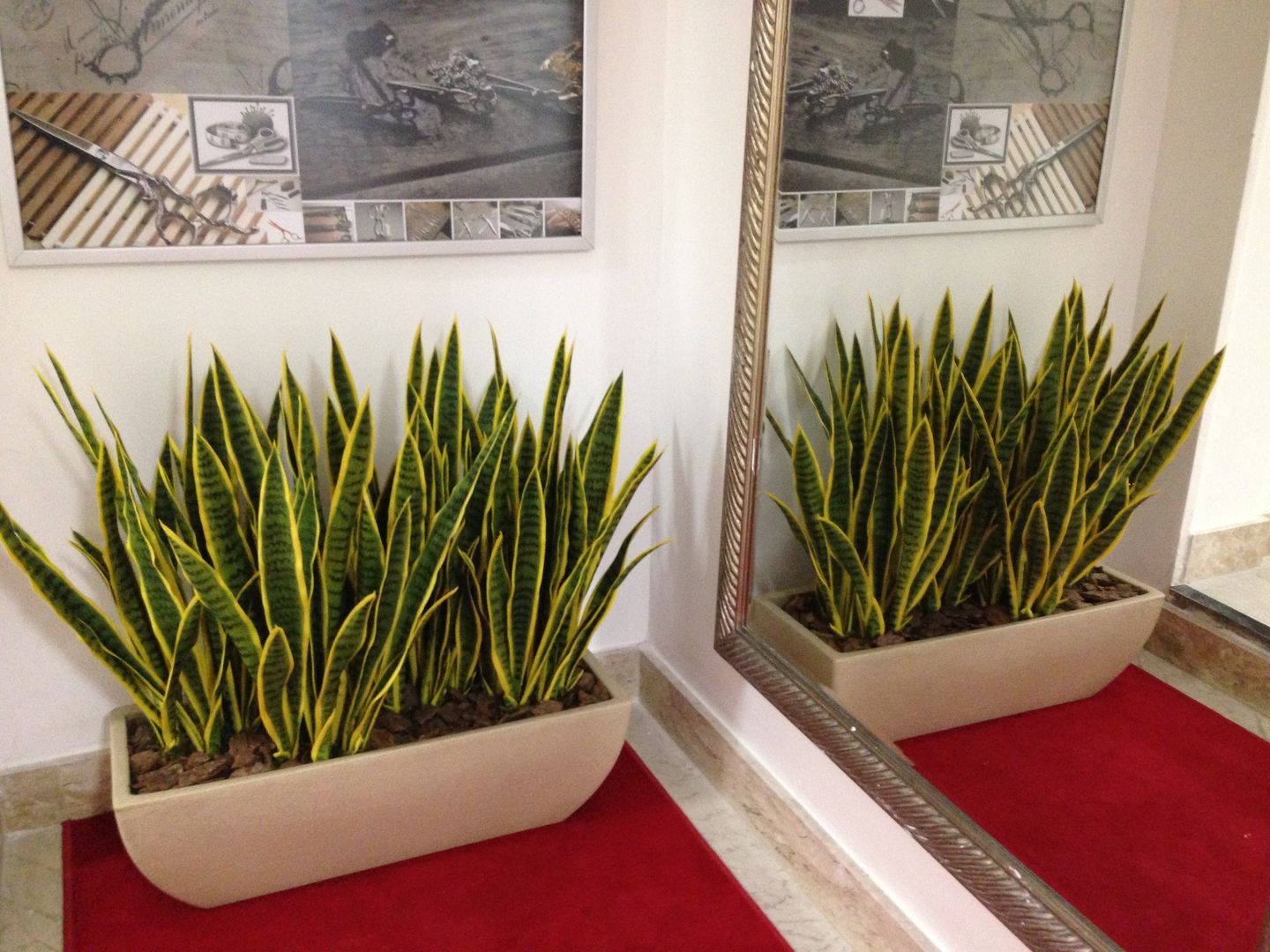 Sansevieria trifasciata