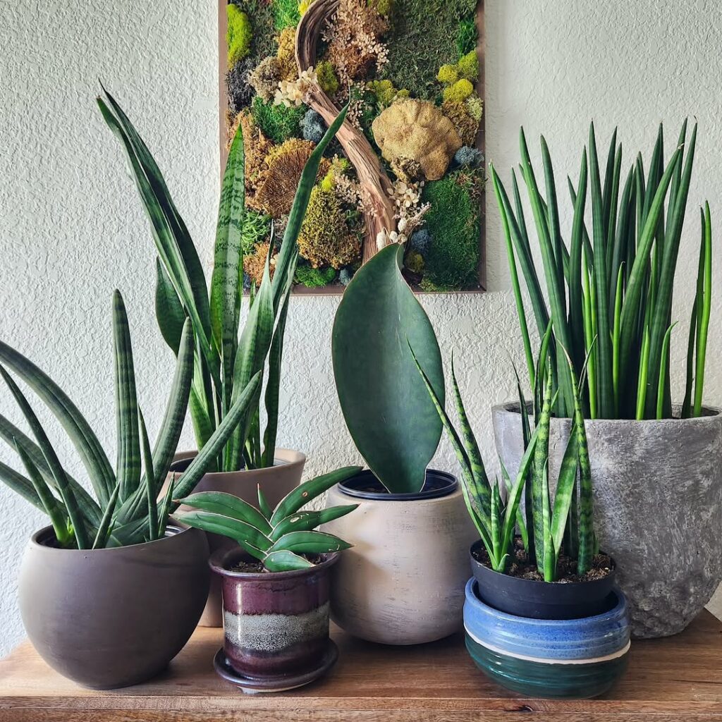 Dracaena trifasciata