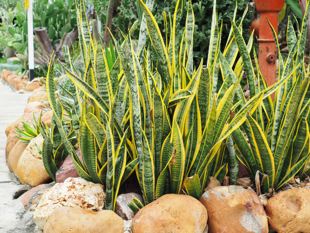 Planta protetora