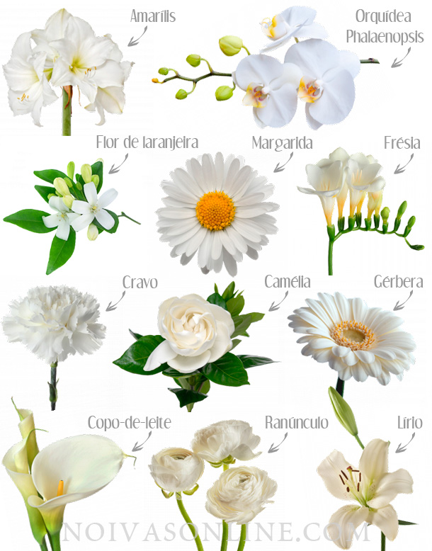 flores brancas nomes