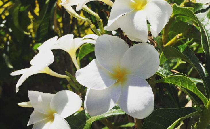 flores brancas nomes