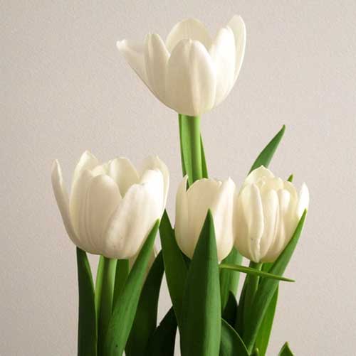 flores brancas nomes