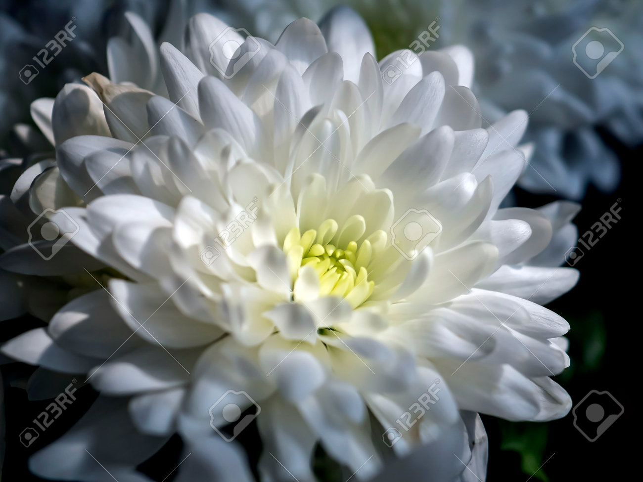 flores brancas nomes