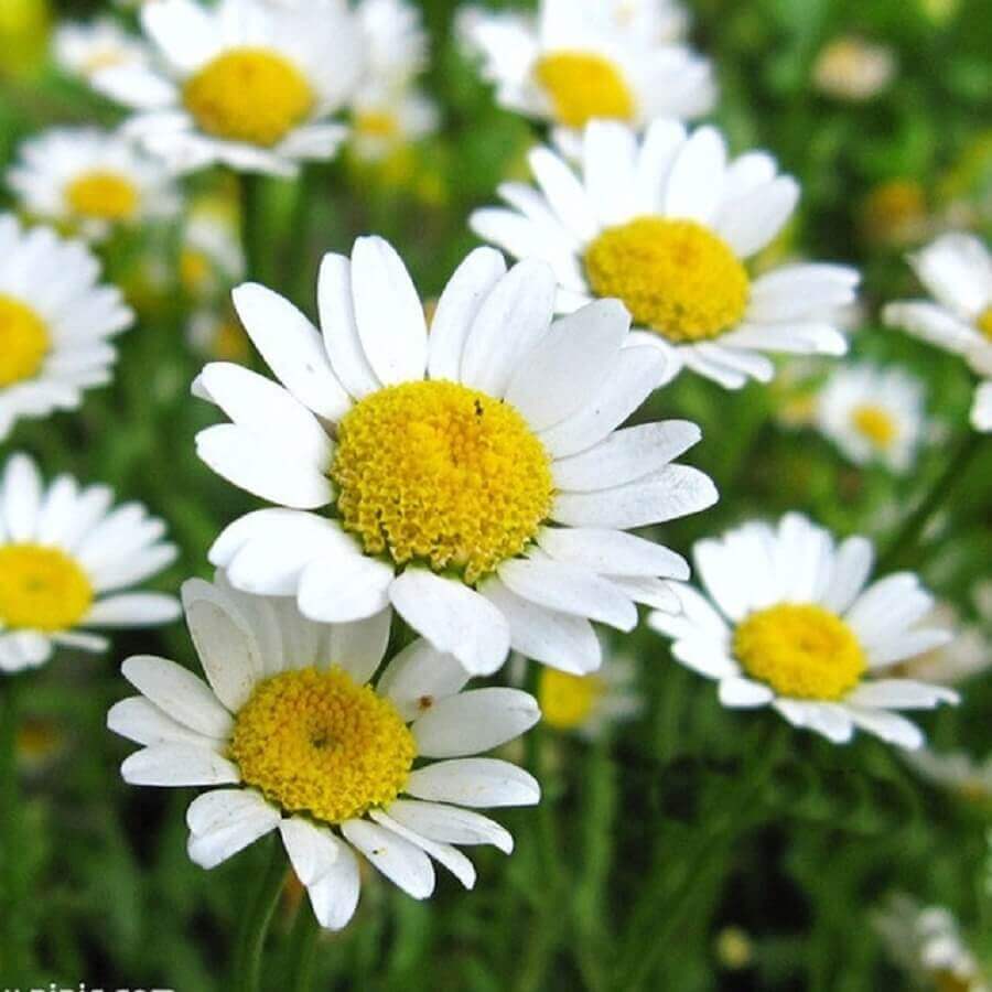 flores brancas nomes