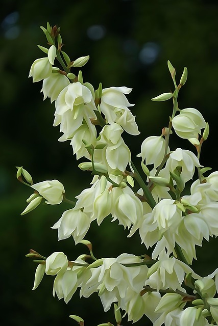 flores brancas nomes