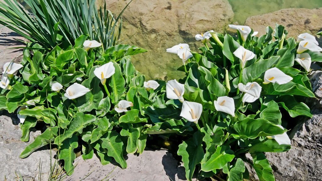 flores brancas nomes
