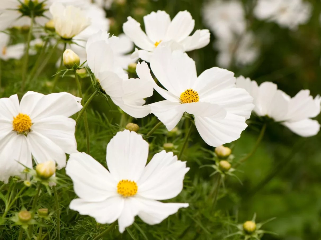 flores brancas nomes