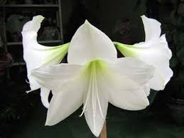 flores brancas nomes