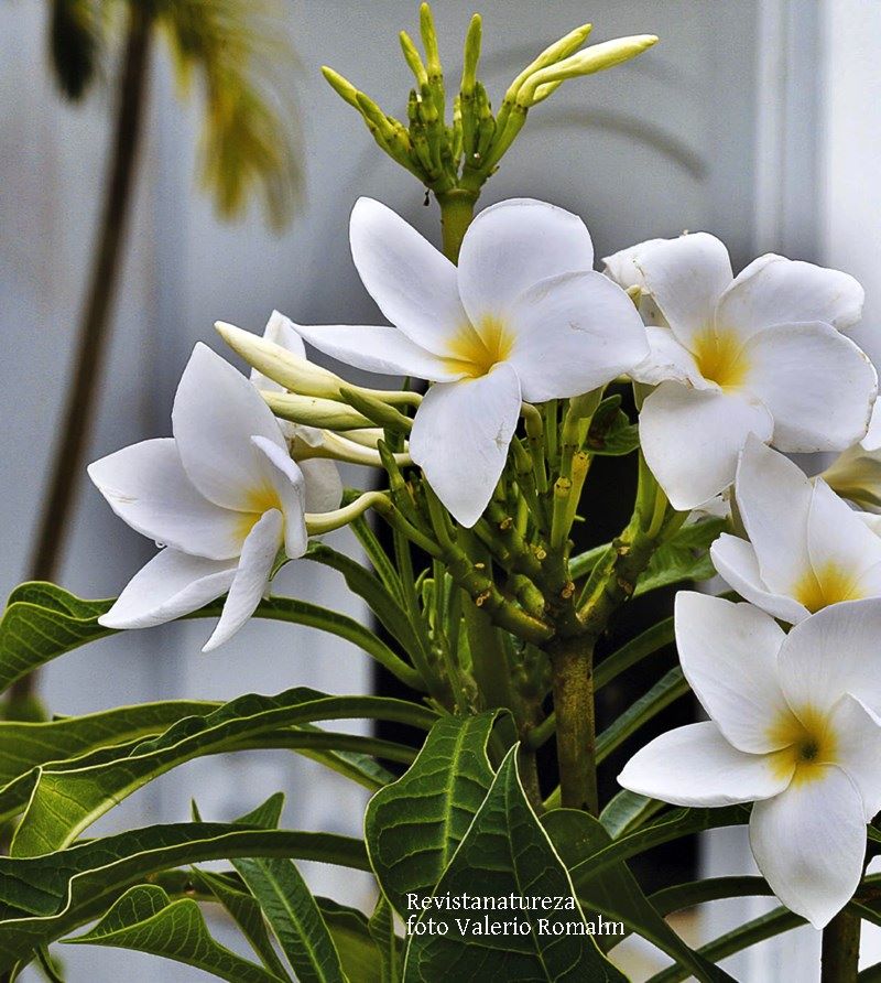 flores brancas nomes