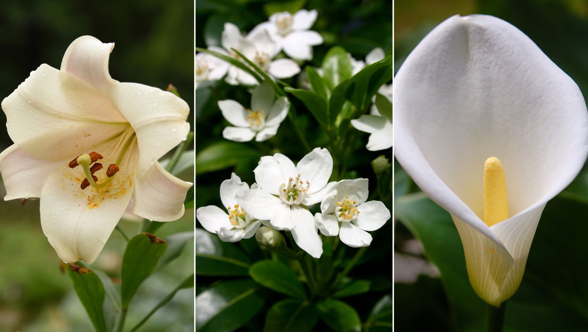 flores brancas nomes