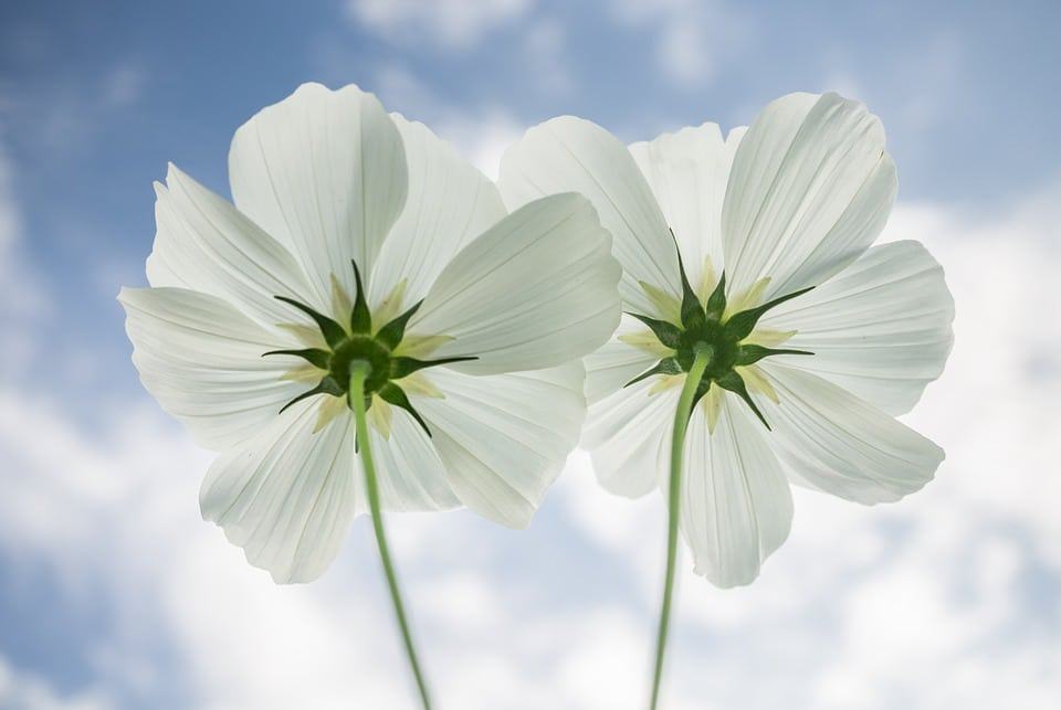 flores brancas nomes