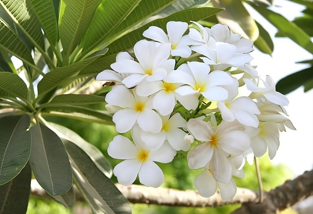 flores brancas nomes