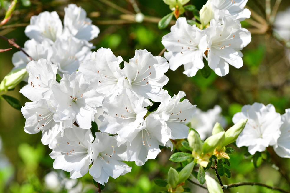 flores brancas nomes