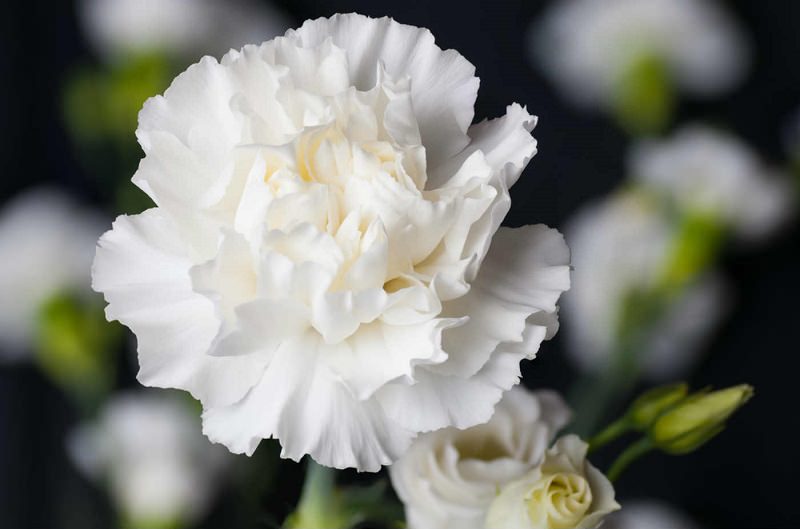 flores brancas nomes