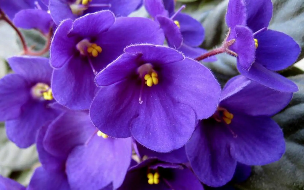 flores lilás