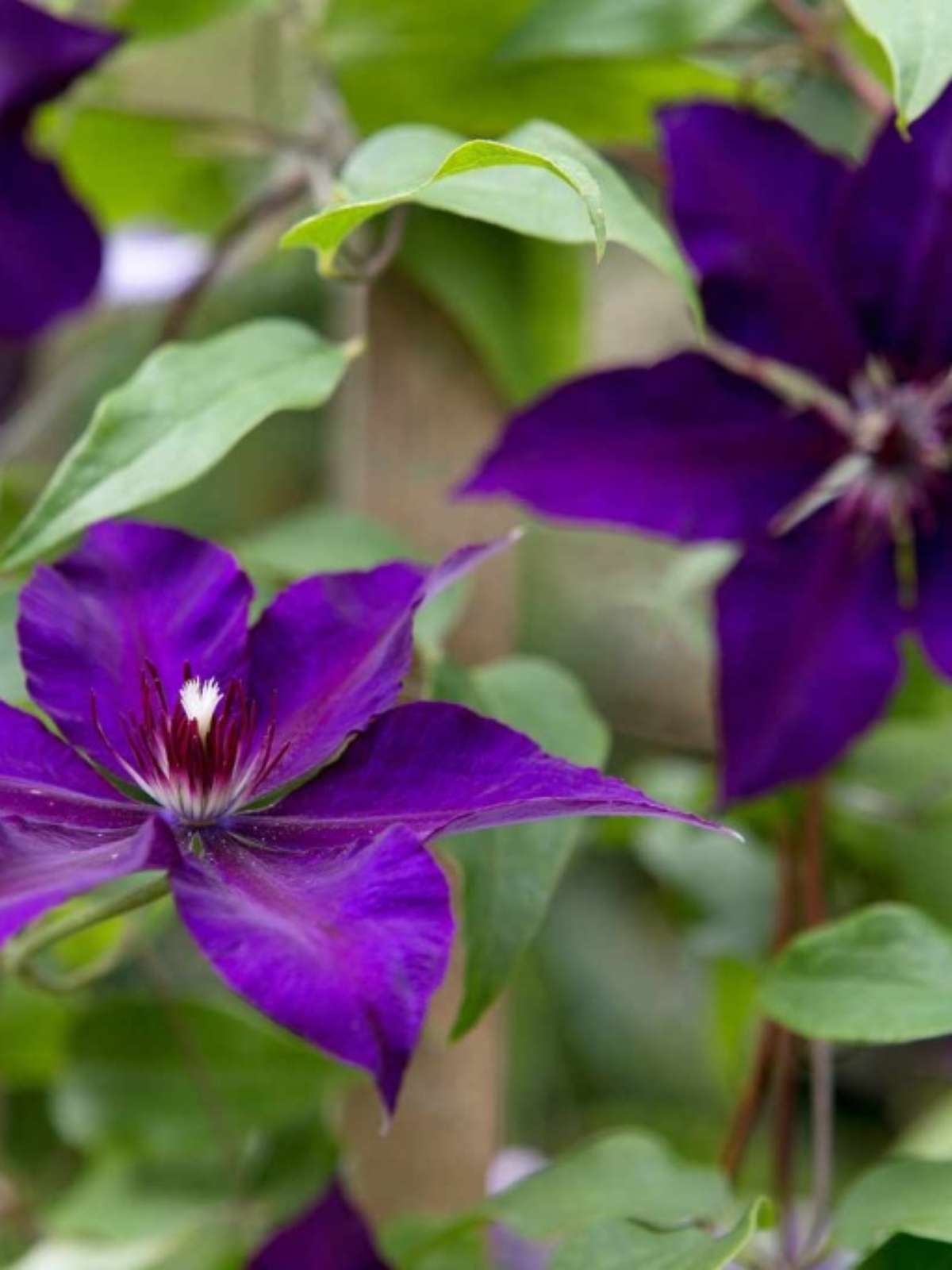 plantas com flores roxas