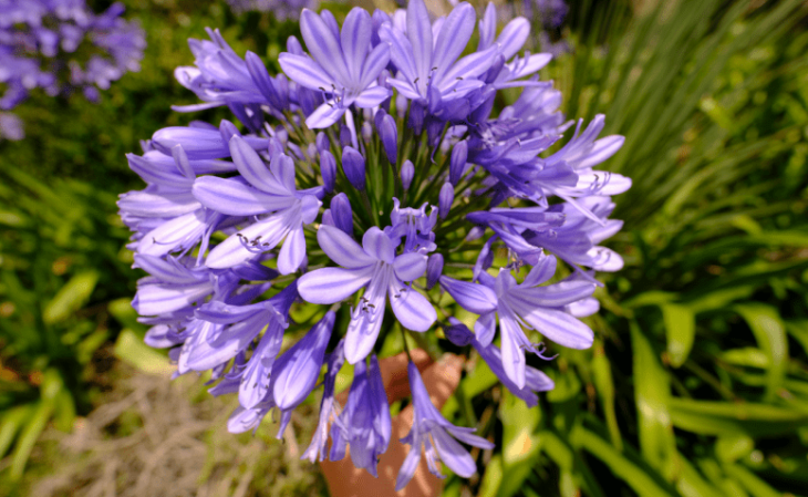 jardim de flores roxas