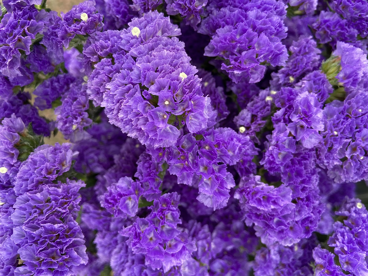 cores de flores roxas