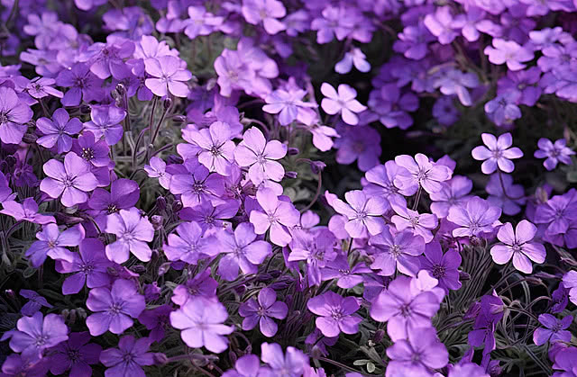 flores roxas para decoração