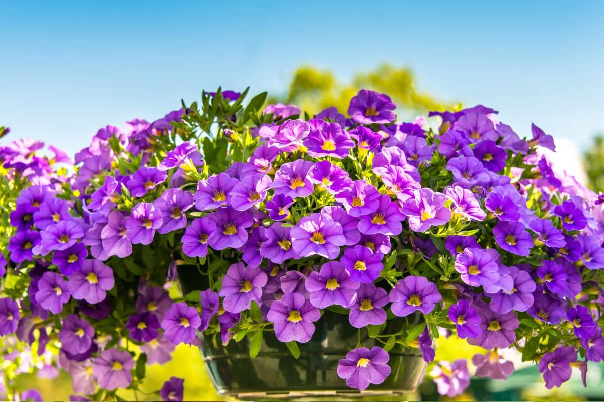 flores roxas para presente