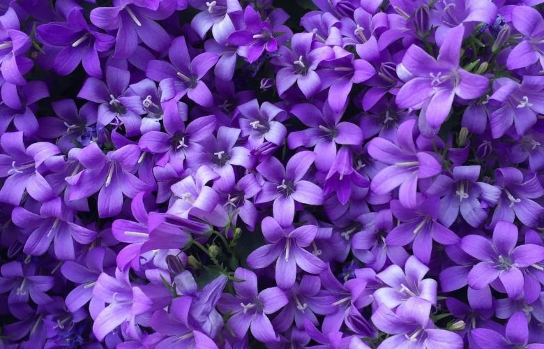 jardim de flores roxas
