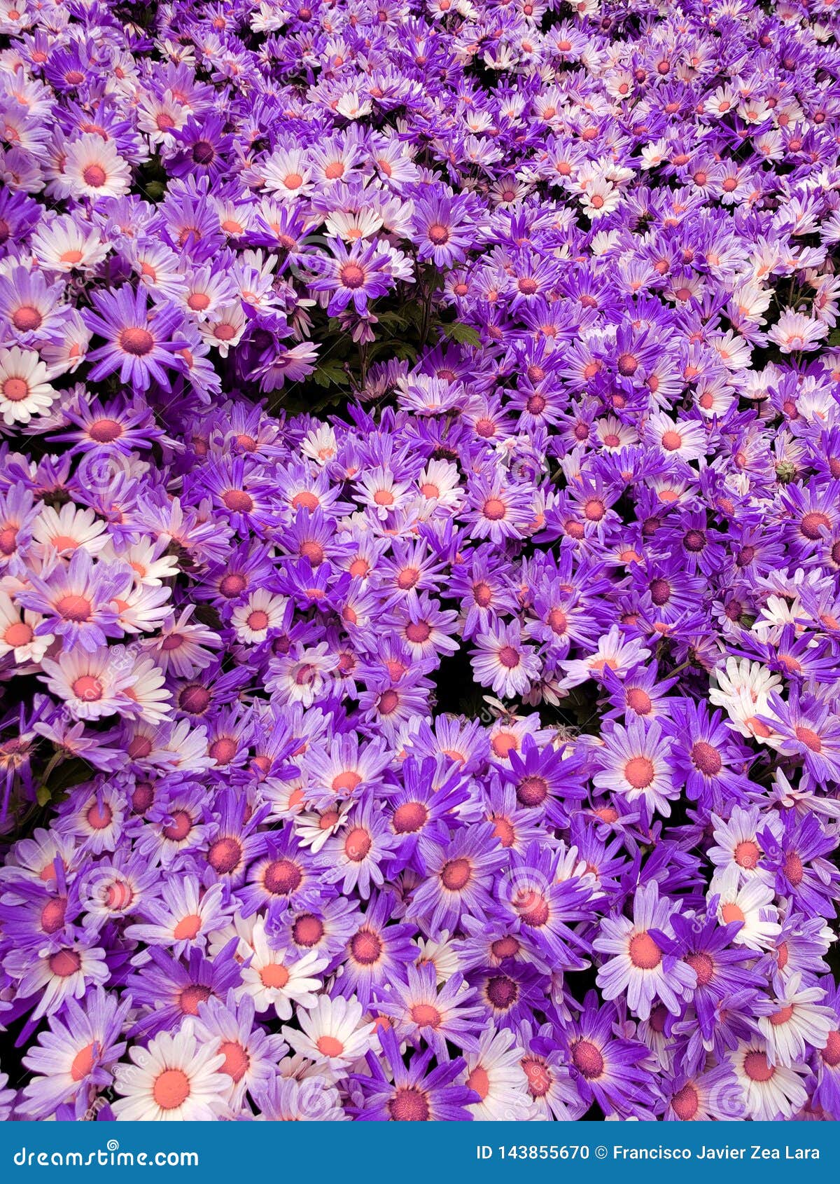 flores lilás