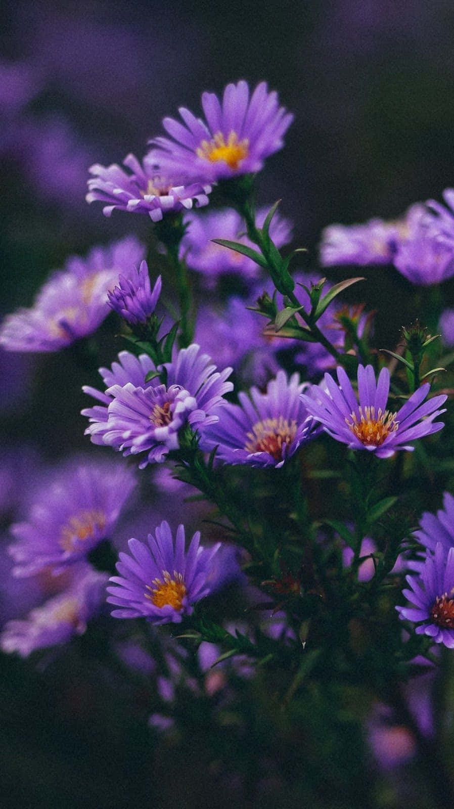 jardim de flores roxas