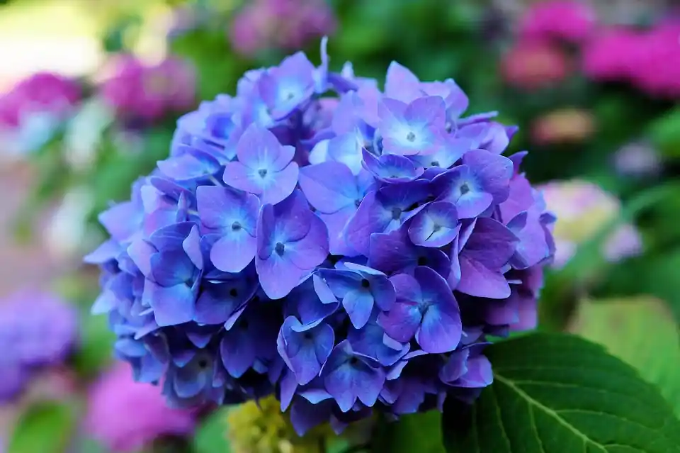 simbolismo da cor roxa em flores