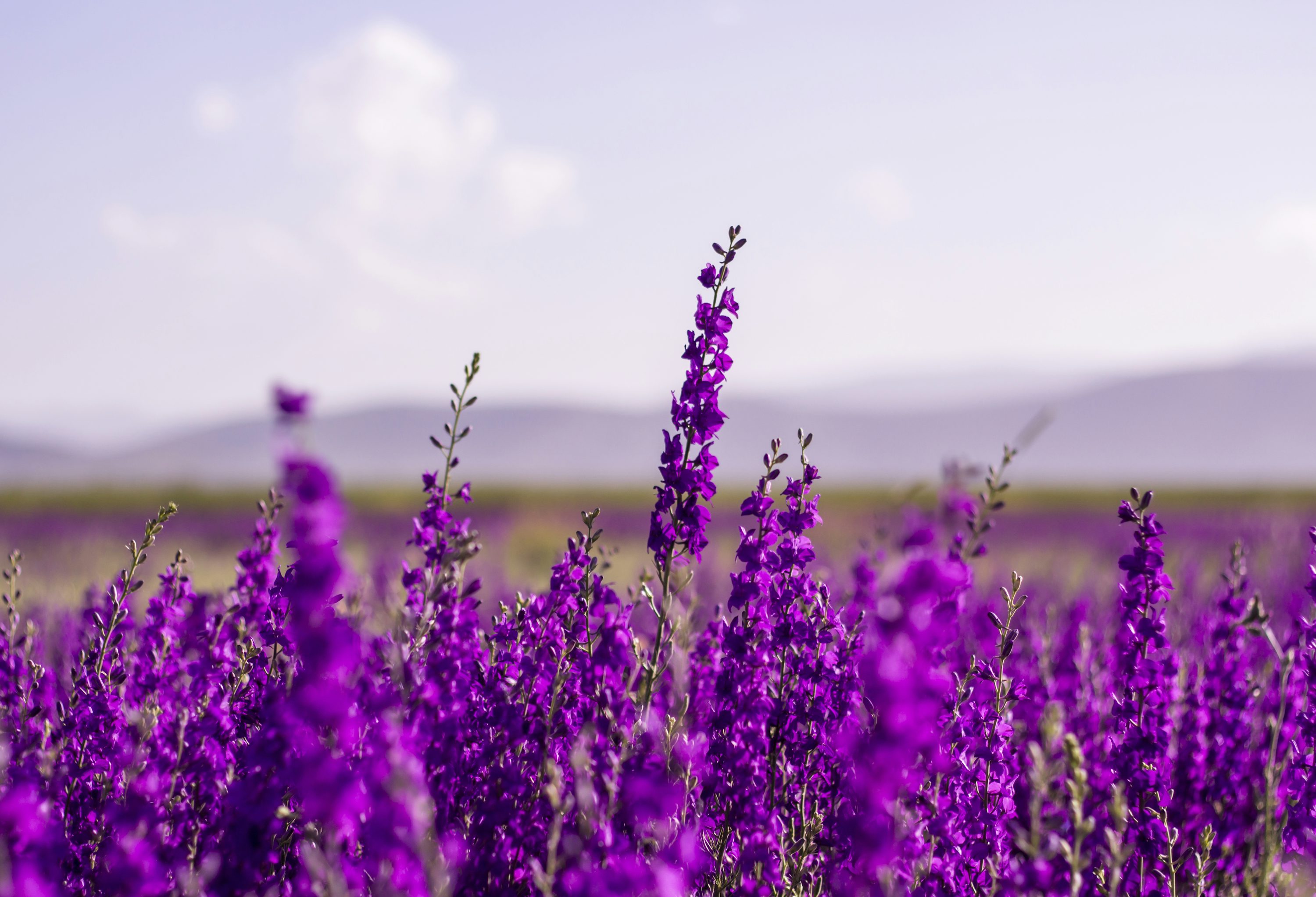 como cultivar flores roxas