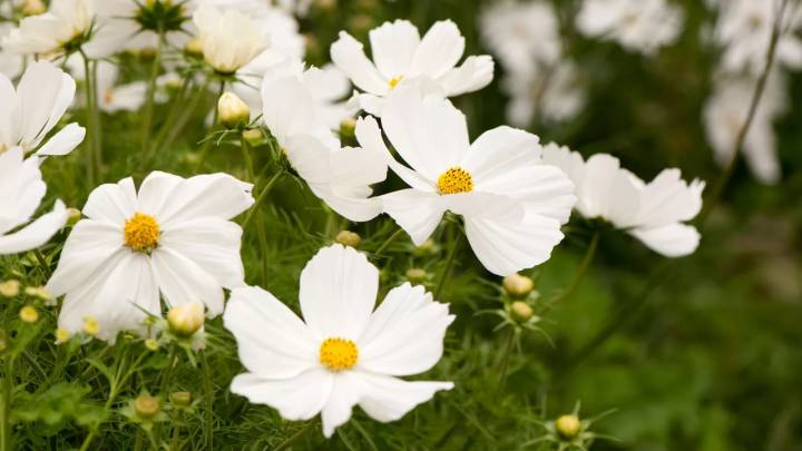 florzinha branca para jardim