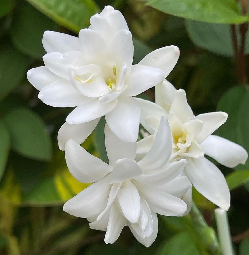 flores brancas para vaso
