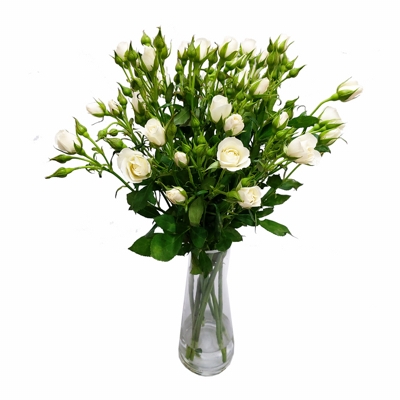 nomes de flores pequenas brancas