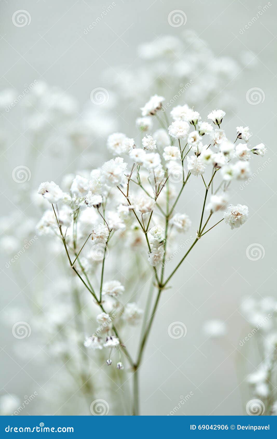 flor branca delicada