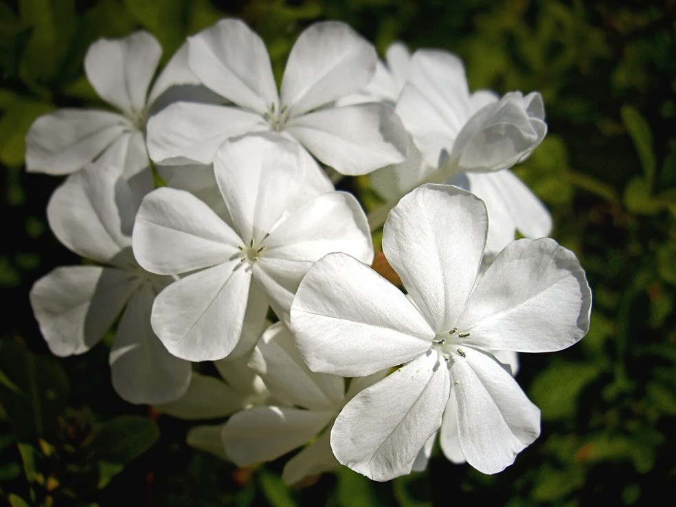 florzinha branca para jardim
