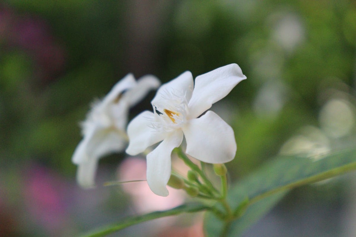 flores brancas para casamento