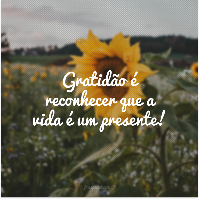 reflexões sobre gratidão e felicidade
