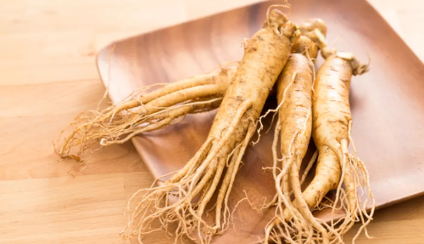 melhores tipos de ginseng para sua saúde